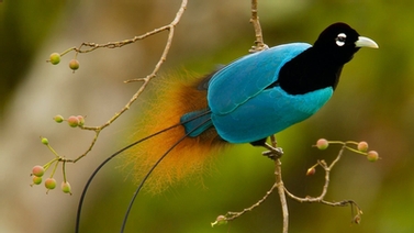 close up of Bird-of-Paradise